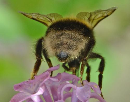 Réf. 300 714 : Bombus hortorum